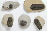 Lot: Assorted Devonian Trilobites - Pieces #119885-2